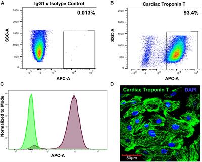 Extracellular Vesicles Released by Human Induced-Pluripotent Stem Cell-Derived Cardiomyocytes Promote Angiogenesis